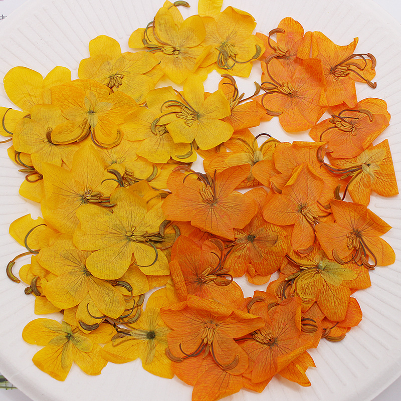 Phone Cases Orange - 60 Piezas de Flores de Cassia